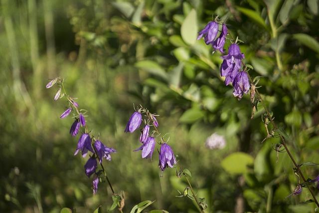 Telefon Zil Sesi Nasıl Yüklenir?