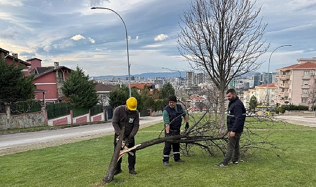 Şiddetli Lodosun Devirdiği Ağaçlara Osmangazi Belediyesi’nden Anında Müdahale 