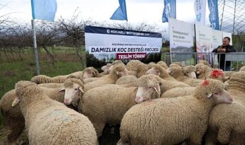 Büyükşehir’den hayvancılığa damızlık koç desteği